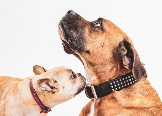 Zwei Hunde, ein brauner Boxer und ein kleiner französischer Bulldoggen, schauen nach oben.